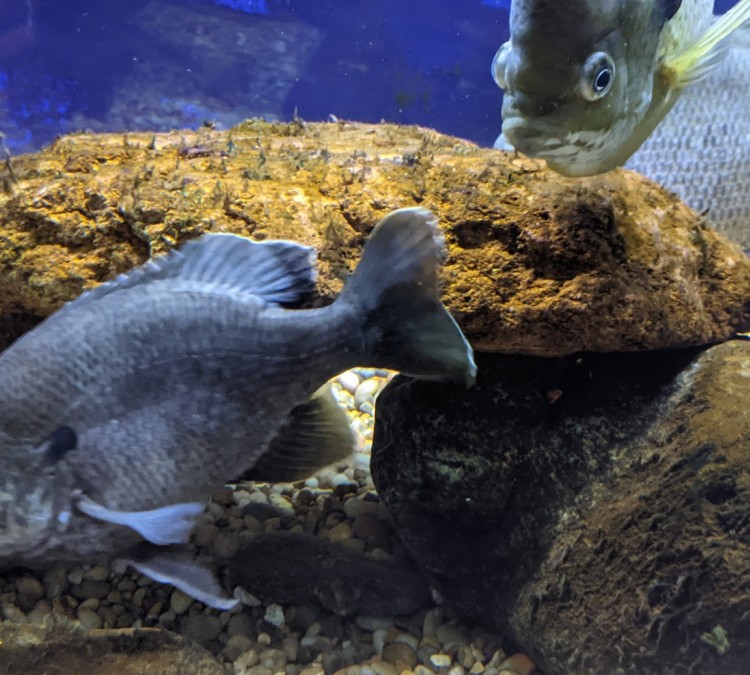 Appalachian Rivers Aquarium (Bryson&nbspCity,&nbspNC)